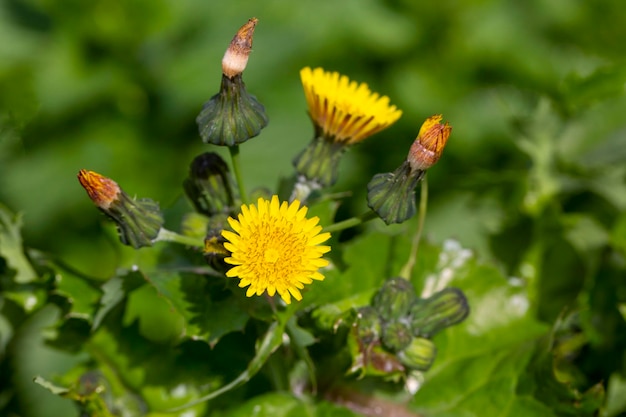 Photo yellow flowers in nature. scientific name; sonchus oleraceus - sonchus asper