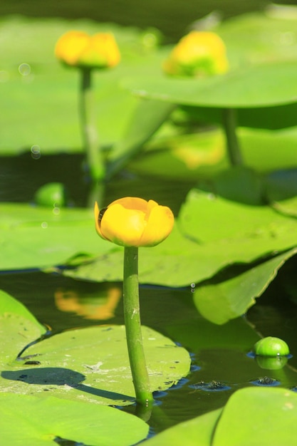 연못에 있는 Nuphar lutea의 노란 꽃