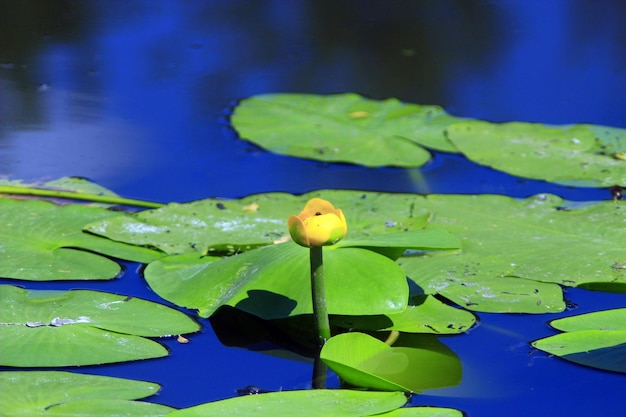 yellow flowers of Nuphar lutea in the pond