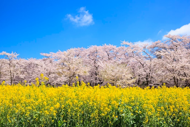 写真 畑の黄色い花