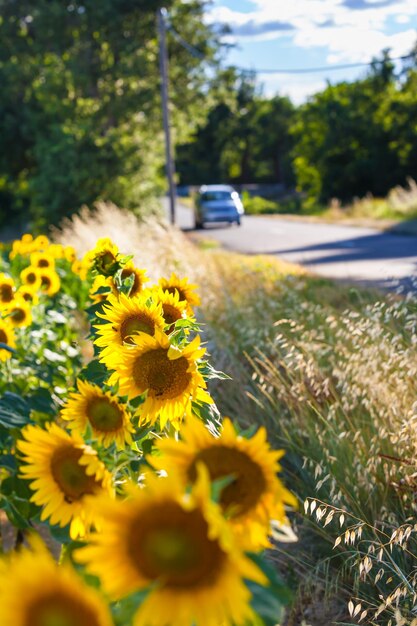 写真 道路の黄色い花