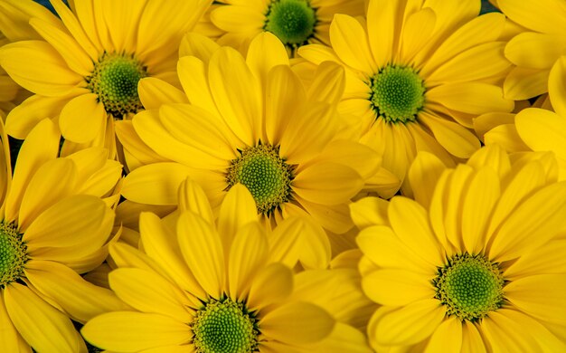 Yellow Flowers over painted wooden background for text