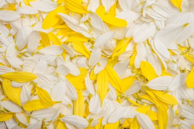 Yellow Flowers over painted wooden background for text