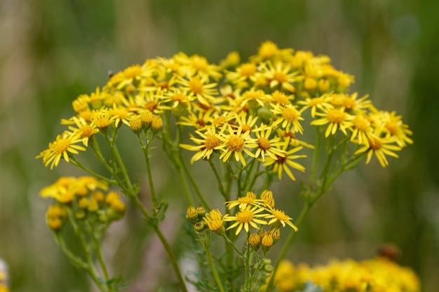 Foto fiori gialli nel parco