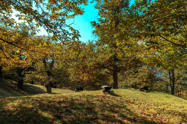 Foto fiori gialli nel parco