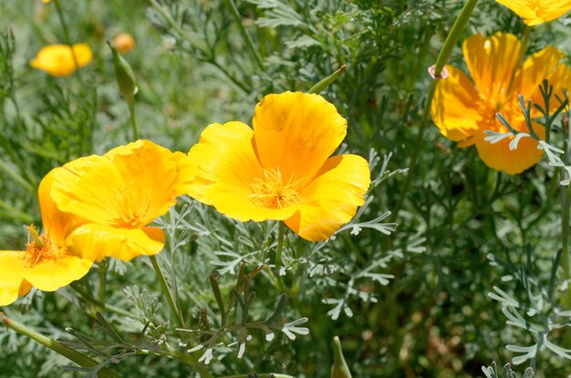 yellow flowers in the park