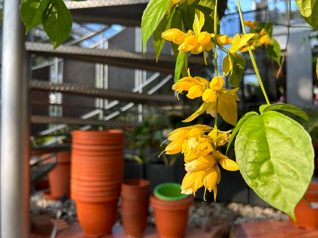 写真 黄色い花の植物 庭で近距離撮影