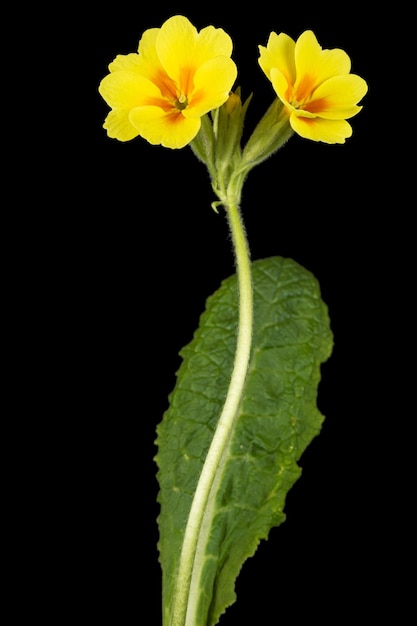 Yellow flowers of primrose isolated on black background