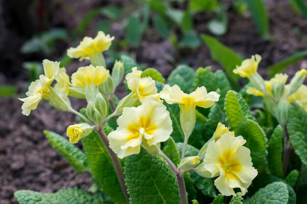 Yellow flowers Primroses (Primula Vulgaris) 