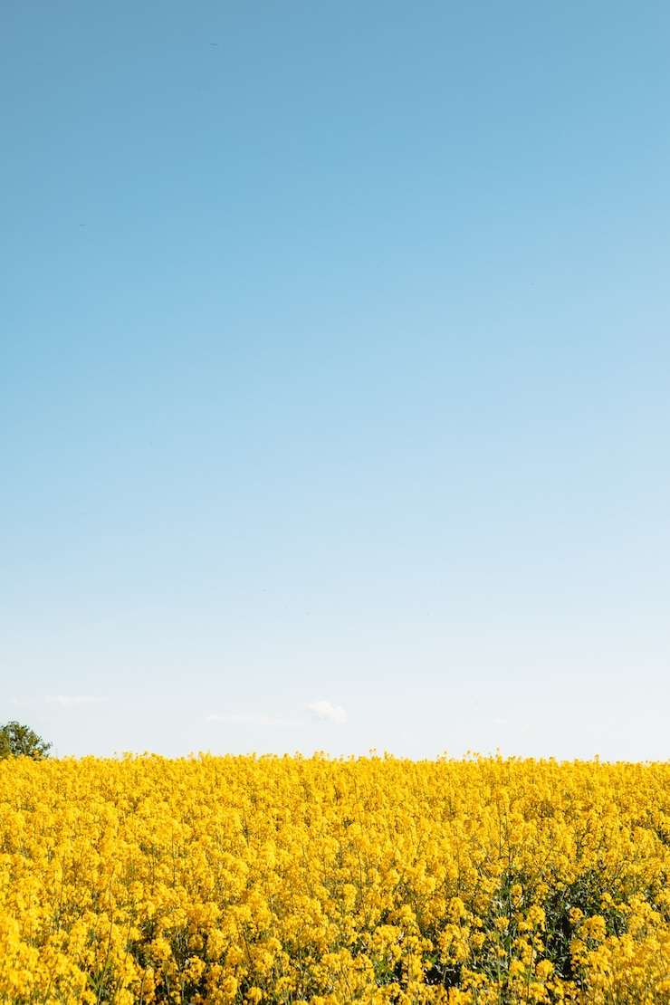 Photo yellow flowers of rapeseed field blue sky copy space