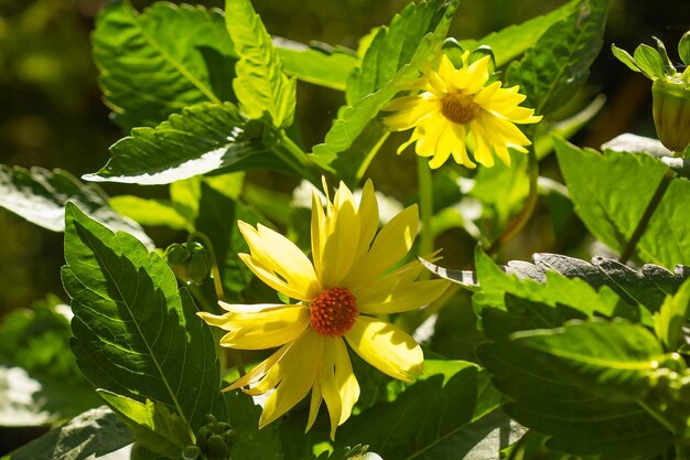 Yellow flowers in the rays of the sun