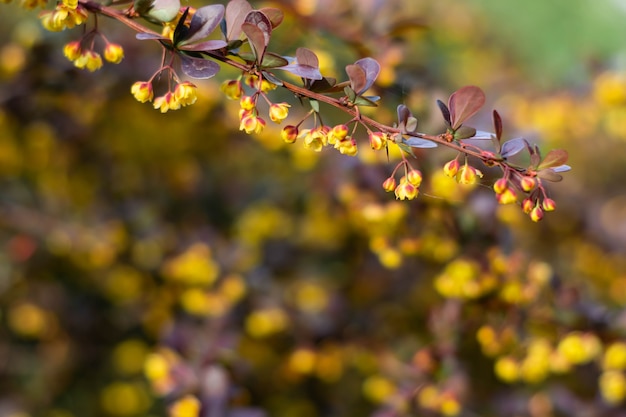 yellow flowers and red leaves of barberry.