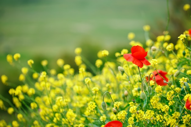 Yellow flowers and red poppies in the field.