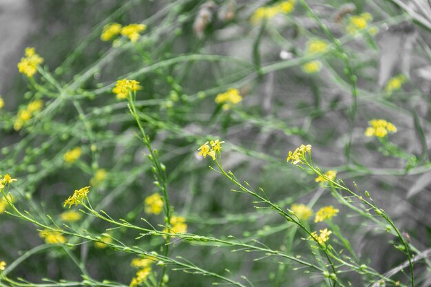 Shepherd's purse | Plants | Life Habitats