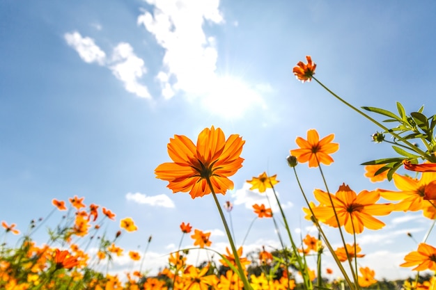 光る青い空に黄色の花