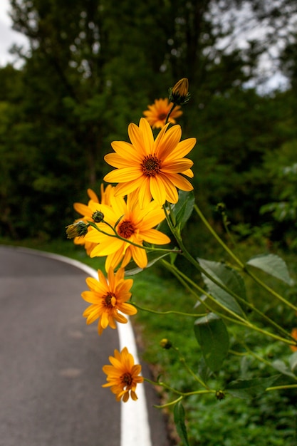 Yellow flowers on the side of the road