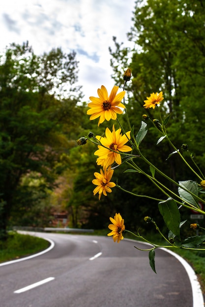 Yellow flowers on the side of the road