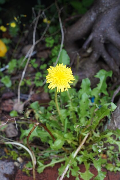 ソーヌス・オレラクス (Sonchus oleracus) の黄色い花