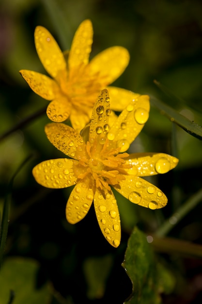 庭と露の春の黄色い花