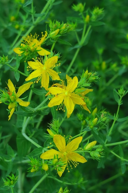 セントジョンズワートの黄色い花は、庭の薬用植物の概念で育ちます