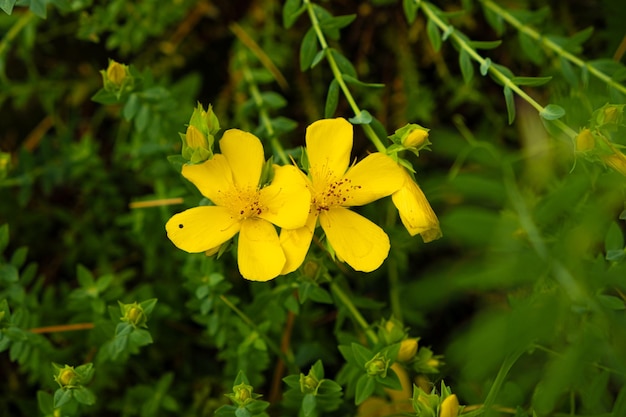 セント・ジョンズワート (Hypericum polyphyllum) の黄色い花が近づいている