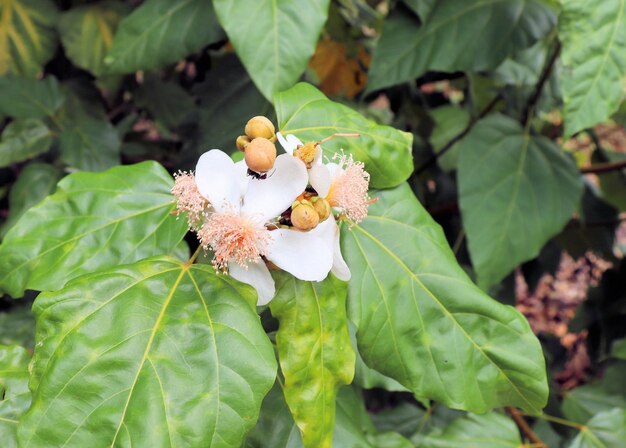 庭の熱帯植物の茎に黄色い花