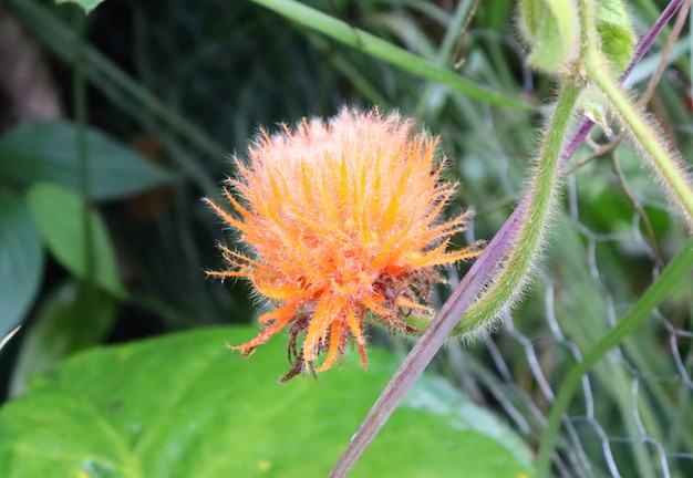 庭の熱帯植物の茎に黄色い花