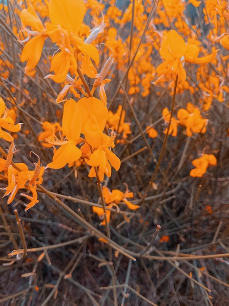 黄色い花のスタイリッシュな壁紙植物の美学の背景