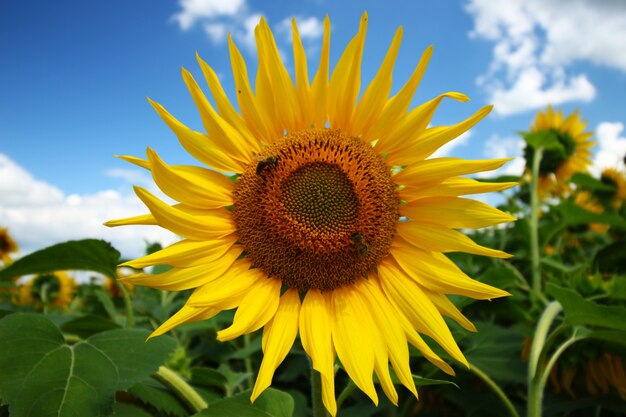 Yellow flowers of sunflower closeup