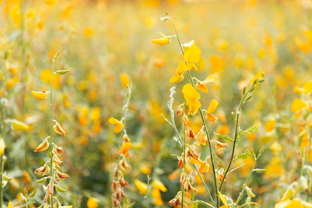 Yellow flowers (Sunn hemp) field in the sunlight  with Selective focus