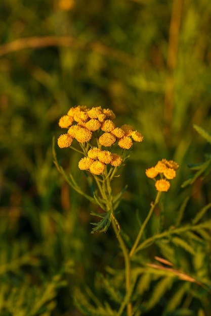 Tanacetum Vulgare 또는 Tansy의 노란색 꽃. 야생 약용 식물 탠시