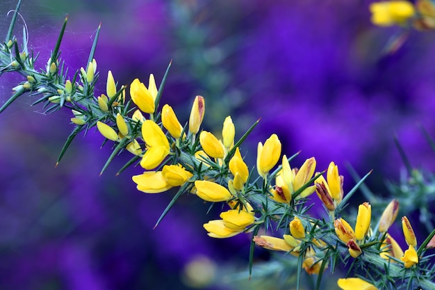 Foto fiori gialli e spine di ginestre su sfondo viola