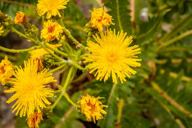 La Gomera Canary Islands의 Garajonay del Bosque 자연 공원 위에 있는 노란 꽃