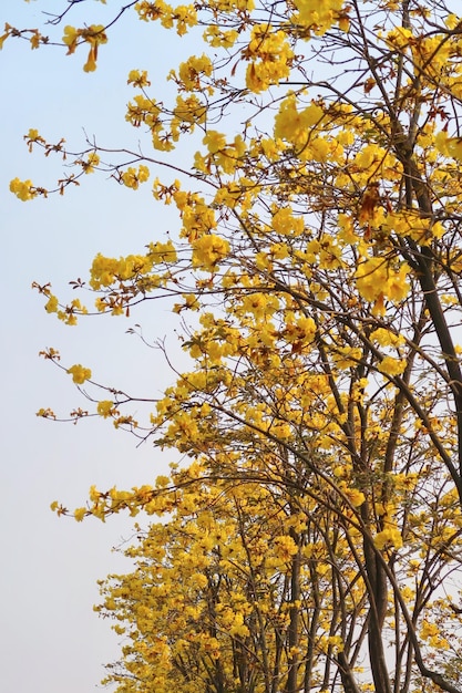 Yellow flowers on a tree in the park