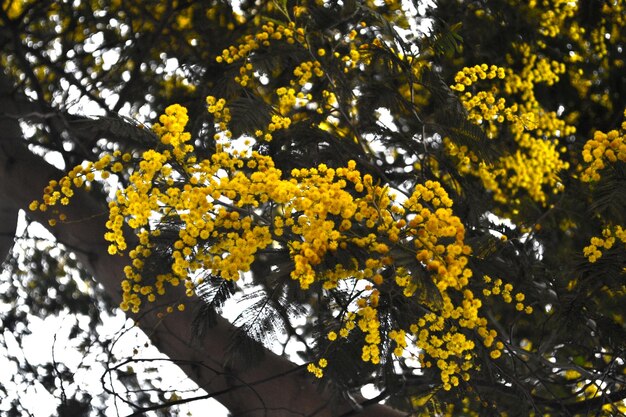 Foto fiori gialli sull'albero