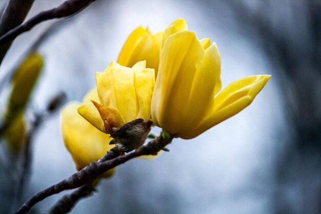 Photo yellow flowers on a tree