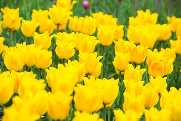 Yellow flowers tulips in the green beautiful park