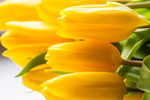 Yellow flowers tulips in the sunlight spring holiday concept