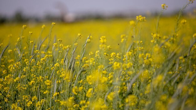 Yellow flowers of uzbekistan village