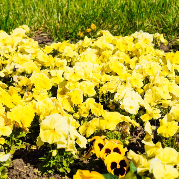 Yellow flowers of viola on the flowerbed viola