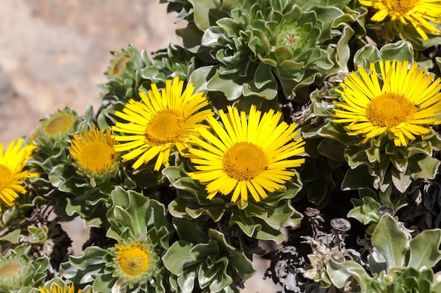 Yellow flowers of the volcanic landscapes of fuerteventura