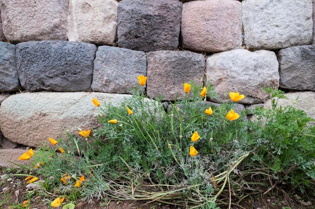 Yellow flowers next to a wall made with blocks of rocks inside the Temple of Qurikancha Lima Peru