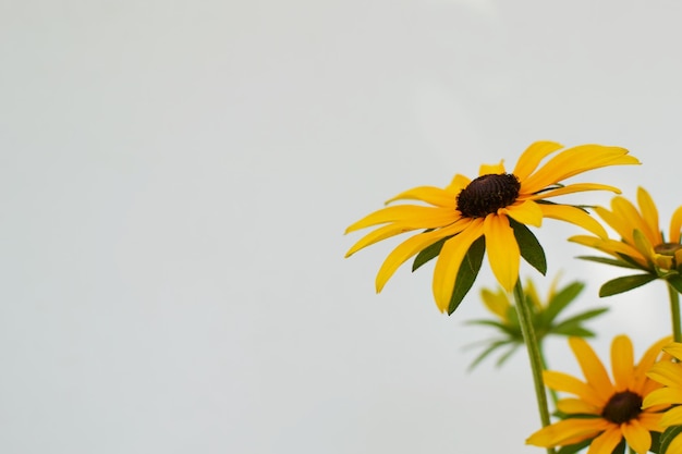 Yellow flowers and white background for mothers day