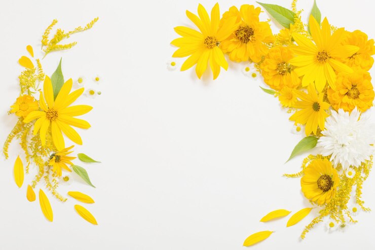 Photo 白い背景に黄色の花