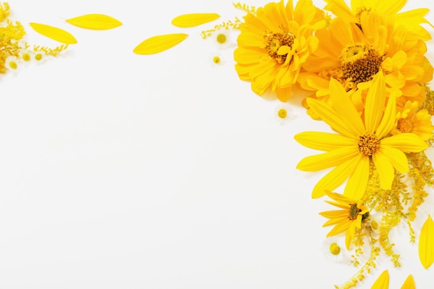 yellow flowers on white background