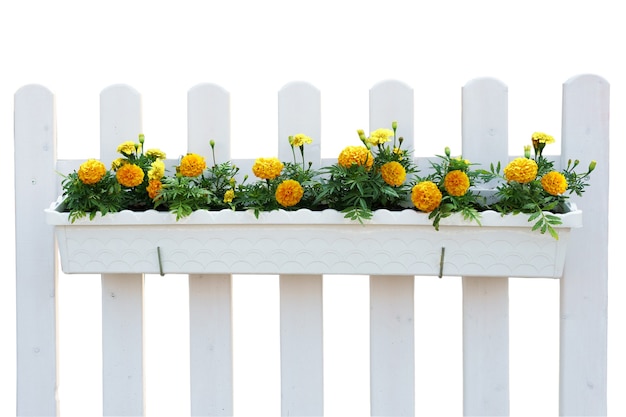 Yellow flowers in White pot on the fence with green leaves, plant isolated