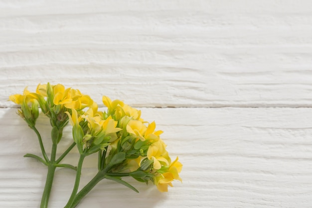 Yellow flowers on white wooden surface