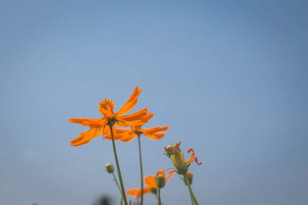 Yellow flowers with blue sky background