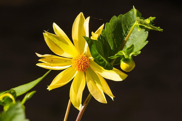 Yellow flowers with a cobweb in the rays of the sun