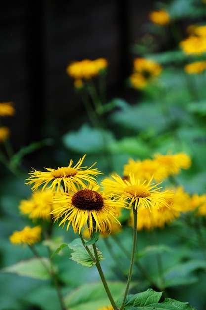 Yellow flowers with green leaves